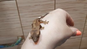 ребёнок ресничатый бананоед