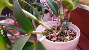 Каттлея intermedia var.alba Breckenridge Snow