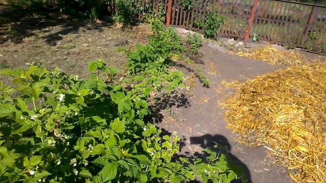 дыня и арбуз садим в соломенные ямы. смотреть онлайн