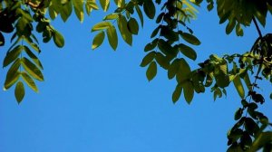 ПАСХАЛЬНЫЕ ПЕСНИ | Песни на Пасху | 2023