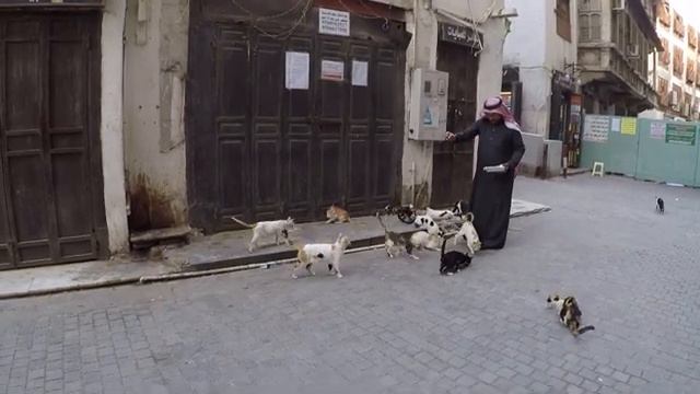 Араб кормит кошек в районе Аль Балад -Старый город, Джедда