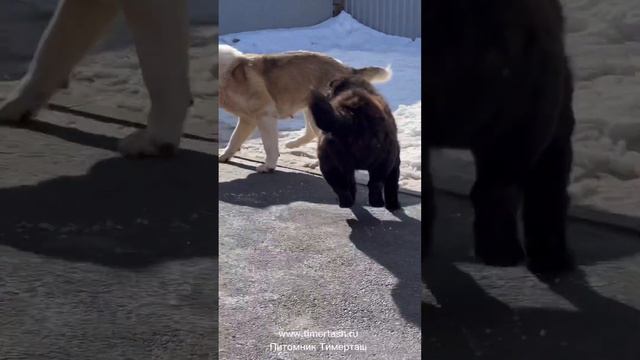 Томас нянька и Грейси лялька Среднеазиатские овчарки Тимерташ Ведётся запись на щенков +79048881825