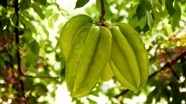 Fregate Island смотреть онлайн