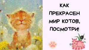 Как прекрасен мир котов!