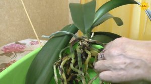 Как правильно пересадить орхидею