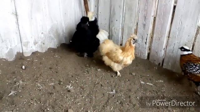 Куры фазаны павлины овци романовской породы смотреть онлайн