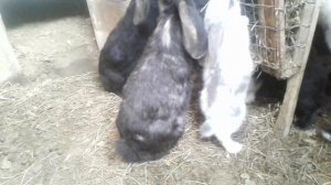 Ямное разведение кроликов// можно-ли содержать самца в яме на постоянной основе? Мой опыт.