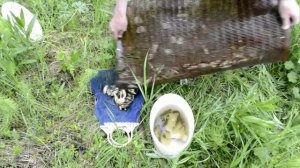 Ловля живца мордой. Как поймать живца ?