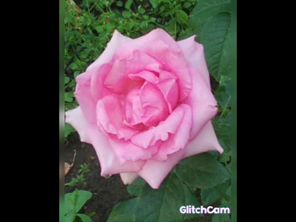 roses  розочки