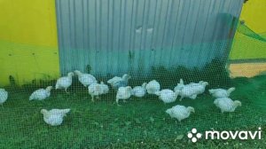 Выгул для БРОЙЛЕРОВ и нужно ли им гулять ?