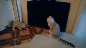 КОШКА И КОТ ВСТРЕЧА ПЕРЕД ВЯЗКОЙ