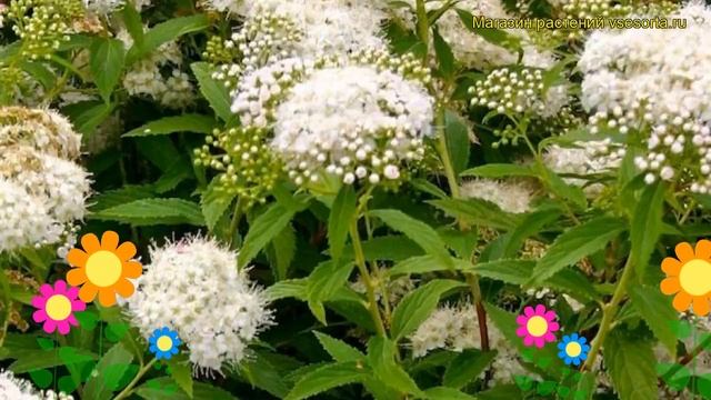 Спирея японская Альбифлора. Краткий обзор, описание характеристик spiraea japonica Albiflora