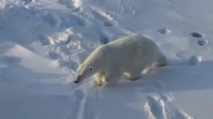 Ледокол во льдах Арктики.