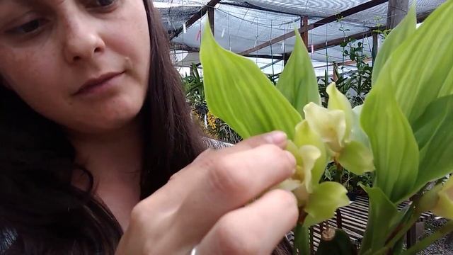 Lycaste aromatica X Lycaste cruenta Dicas de Cultivo смотреть онлайн