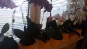 КАК ЗАЩИТИТЬ ОРХИДЕИ ОТ ХОЛОДА! УТЕПЛЯЕМ ЦВЕТЫ! СУПЕР-СПОСОБ! ЛУЧШАЯ ЗАЩИТА!