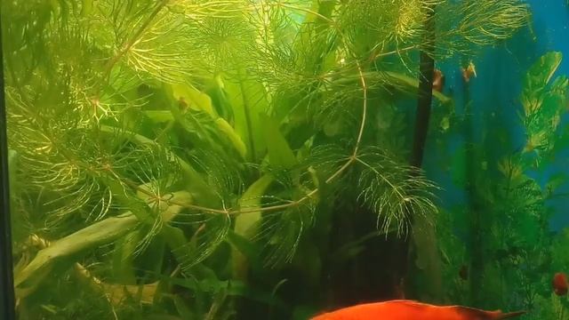 Роголистник полезное растение в аквариуме смотреть онлайн