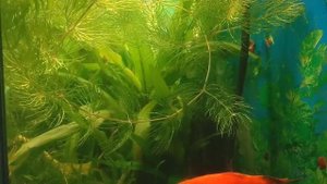 Роголистник полезное растение в аквариуме