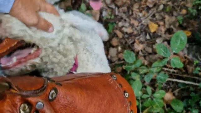 Truffle Hunting tour in Tuscany, Italy, Pisa | Охота на белый трюфель в Тоскане - Пизa