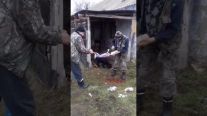 Как быстро снять шкуру с зайца.