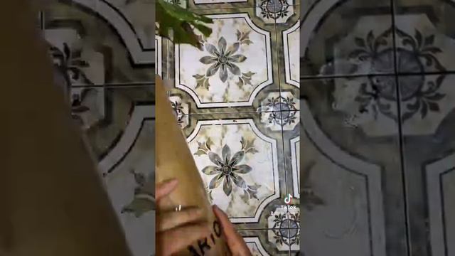 Monstera Thaicons + Syngonium Aurea small-size смотреть онлайн