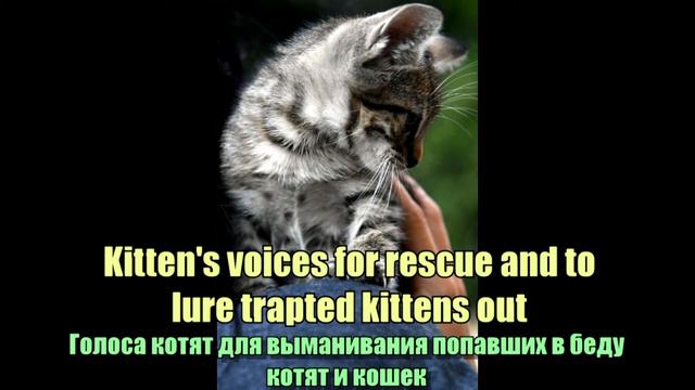 Kitten's Sound Голоса Котят קולות חתלתולים смотреть онлайн