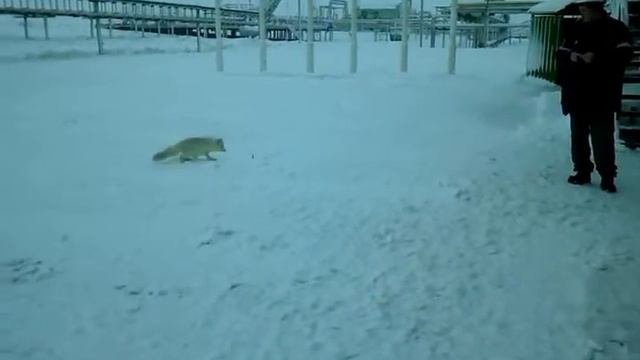 Кормление песцов ч. 3