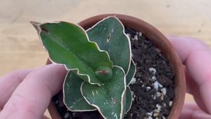 Sansevieria Samurai Care | A Plant A Week