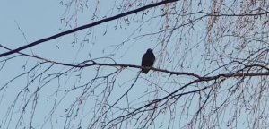 30 марта снег выпал скворцы прилетели