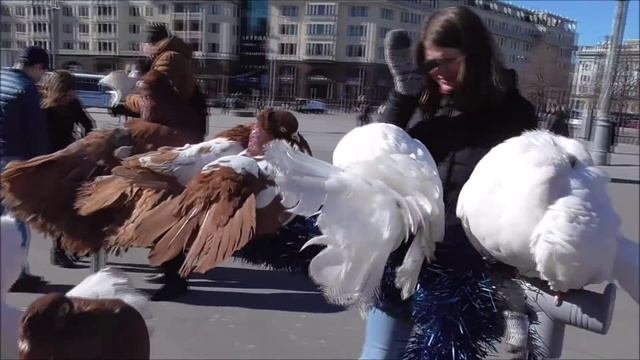 Денис TV - декоративные голуби возле Красной площади!/Голуби павлины смотреть онлайн