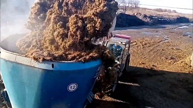 Кормление коров в колхозе. смотреть онлайн