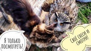 Тренируемся высиживать яйцо совы филина Ёлки. Очень хлопотное это занятие!