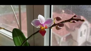 Ph. Intermedia 'Orange lip'