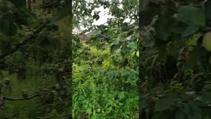 Падают яблоки,что делать?