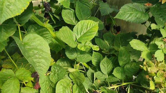 ежевика Блэк джем в теплице Великий Новгород смотреть онлайн