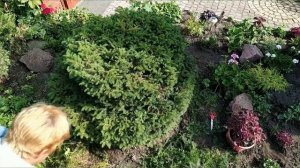 Ель обыкновенная  европейская Нидиформис , формирование хвойных