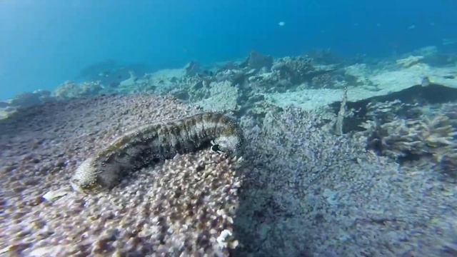 Морской огурец или голотурия