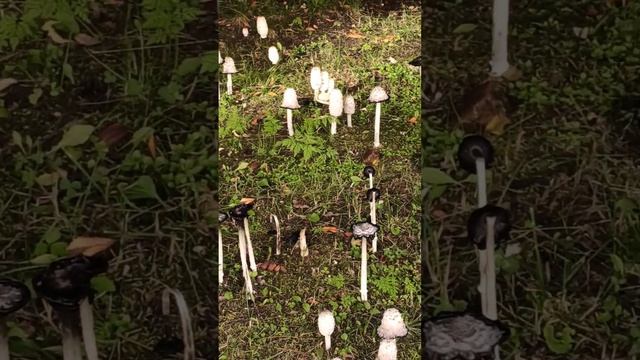 #мурманск Стоят красавчики у Драмтеатра. 33 богатыря, а может и больше... смотреть онлайн