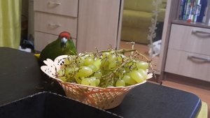 Попугай какарик Кеша и виноград