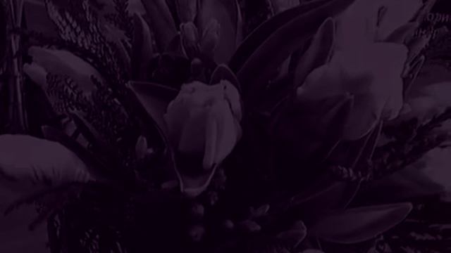 Букет тюльпанов смотреть онлайн