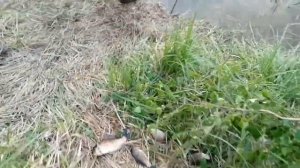 Рыбалка в Омской области.Пятилетка.Тюкалинск.