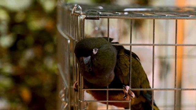 ШОУ #яумамыфотограф от "Алло". 3 выпуск. Samsung А51 vs. Samsung Note 10 смотреть онлайн