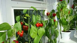 Как правино выращивать перец дома? Секреты опытного садовода!