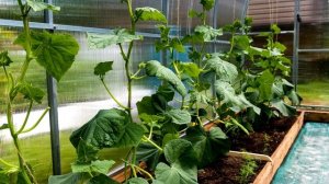 ХОТИТЕ ЧТОБЫ ОГУРЦЫ ЗАВАЛИЛИ ВАС УРОЖАЕМ? КОРМЛЮ ОГУРЦЫ ЭТИМ,ПОДКОРМКА ОГУРЦОВ И ЗАЩИТА