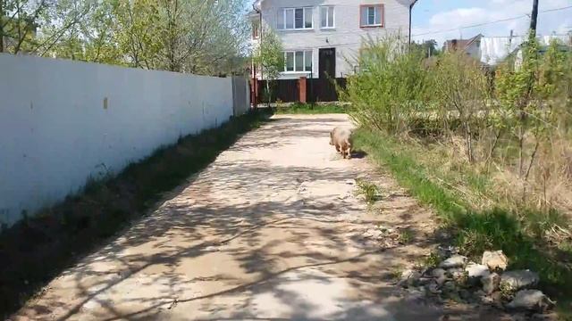 Преследование кабана Зеленоград. Андреевка Солнечногорский район смотреть онлайн