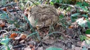 Гриб дождевик