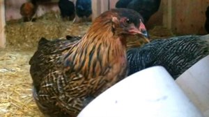 Automatic Chicken Feeder System | PVC Chicken Feeder | Automatic Chicken Feeder