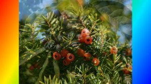 Растения и животные уссурийской тайги