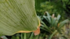 декоративный чеснок, как применять?