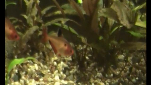 Рыбка Минор Hyphessobrycon minor