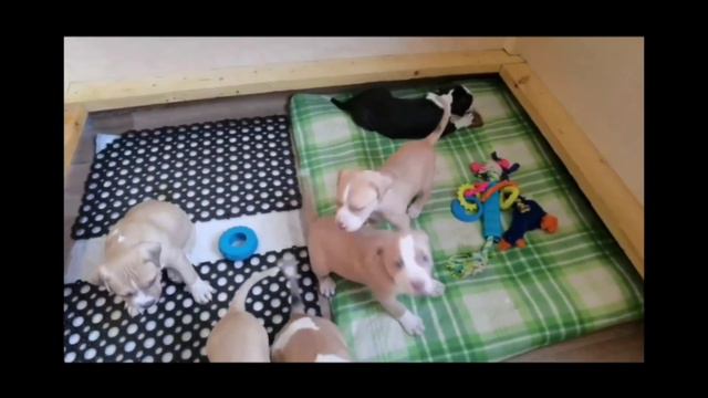 как правильно выбрать щенка. смотреть онлайн